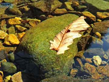 澳門(mén)六開(kāi)彩天天開(kāi)獎(jiǎng)結(jié)果生肖卡,涵蓋了廣泛的解釋落實(shí)方法_特供版40.103