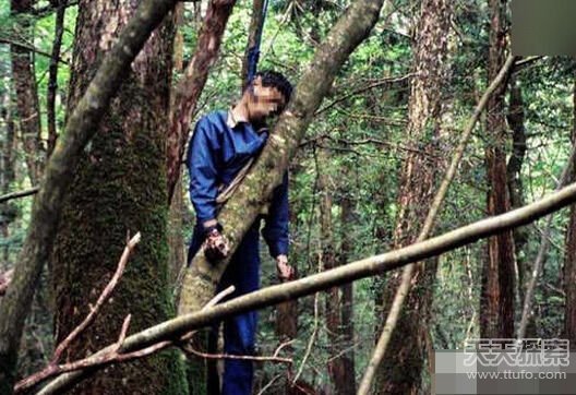 老頭樹林最新視頻揭秘，自然與技術(shù)的完美融合之美